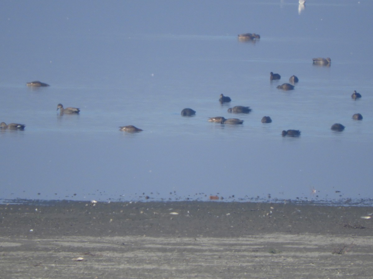 Canard chipeau - ML644693428