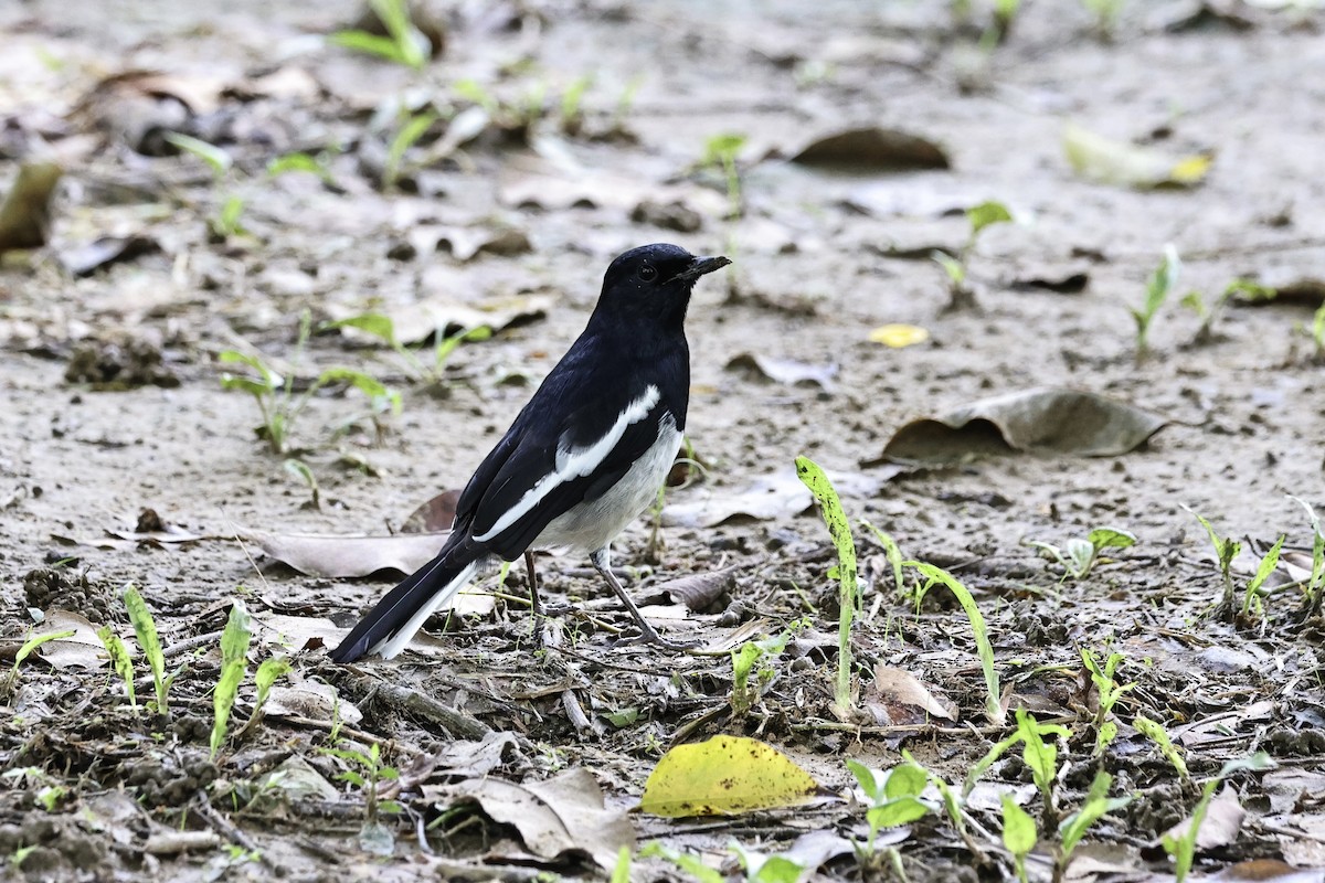 シキチョウ - ML644693429