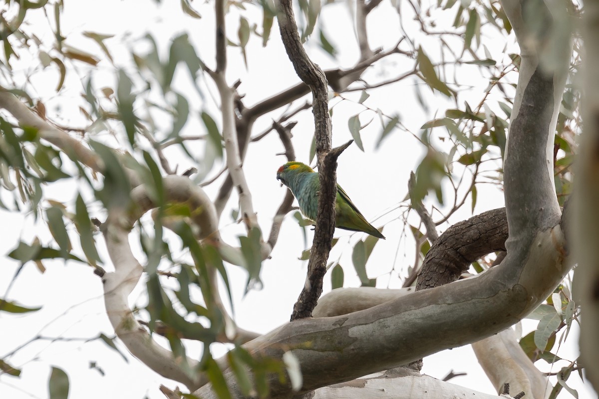 purpurisselori - ML644693431