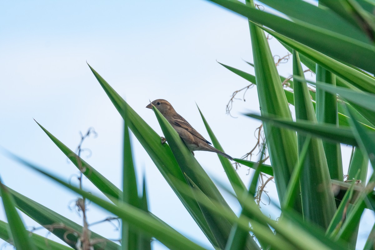 İtalyan Serçesi - ML644693436