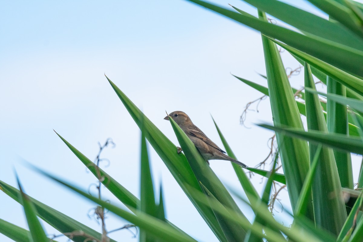 İtalyan Serçesi - ML644693437