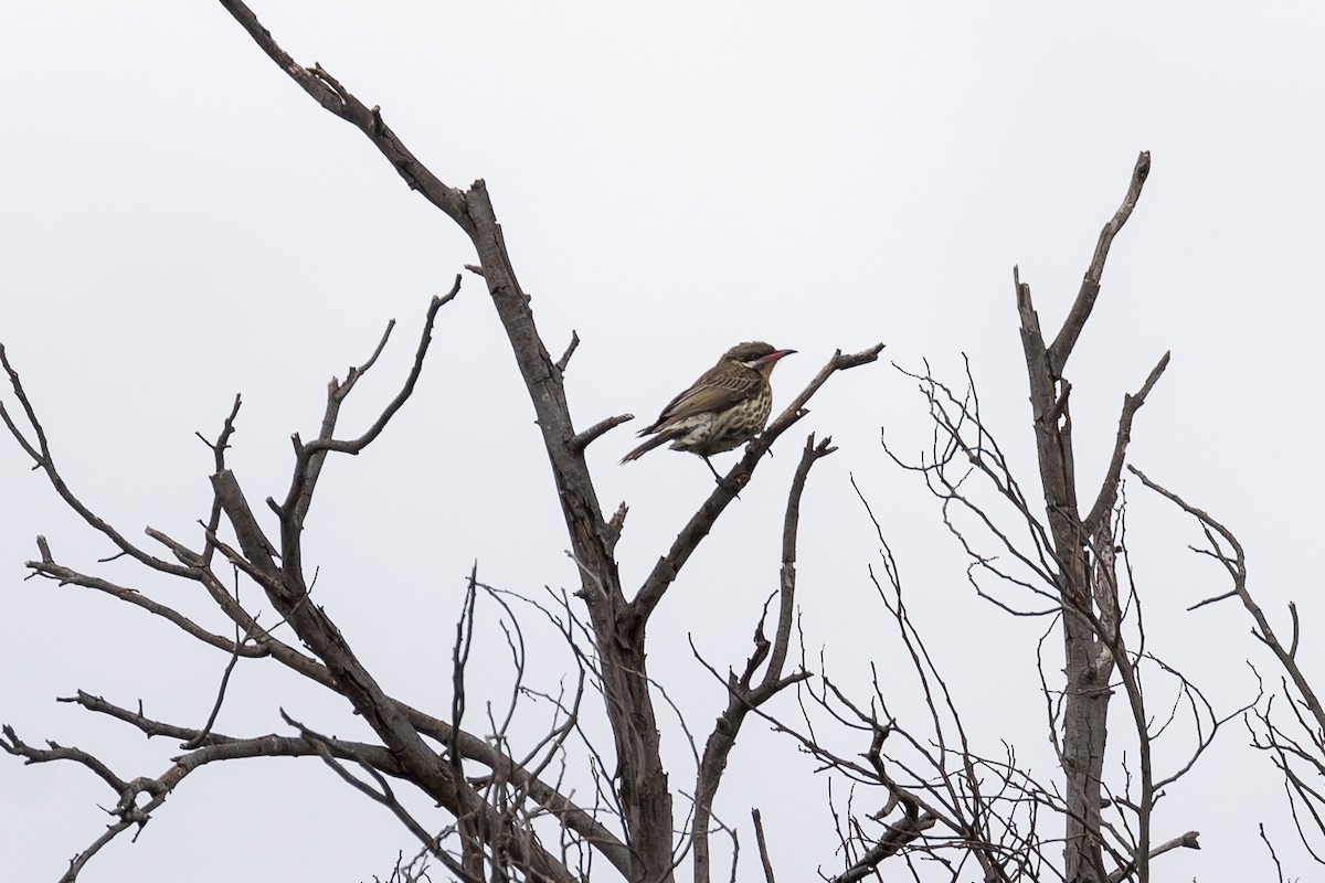 rosennebbhonningeter - ML644693438