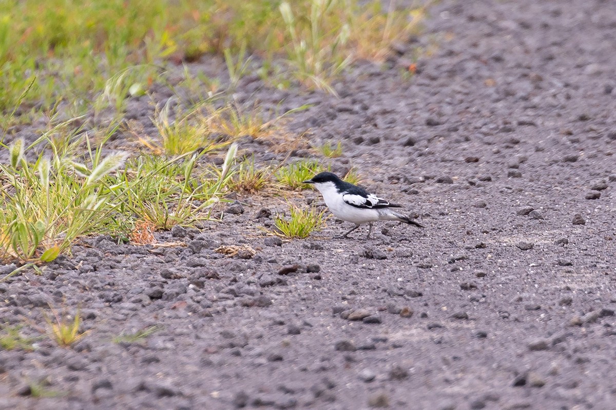 hvitvingetrillefugl - ML644693444