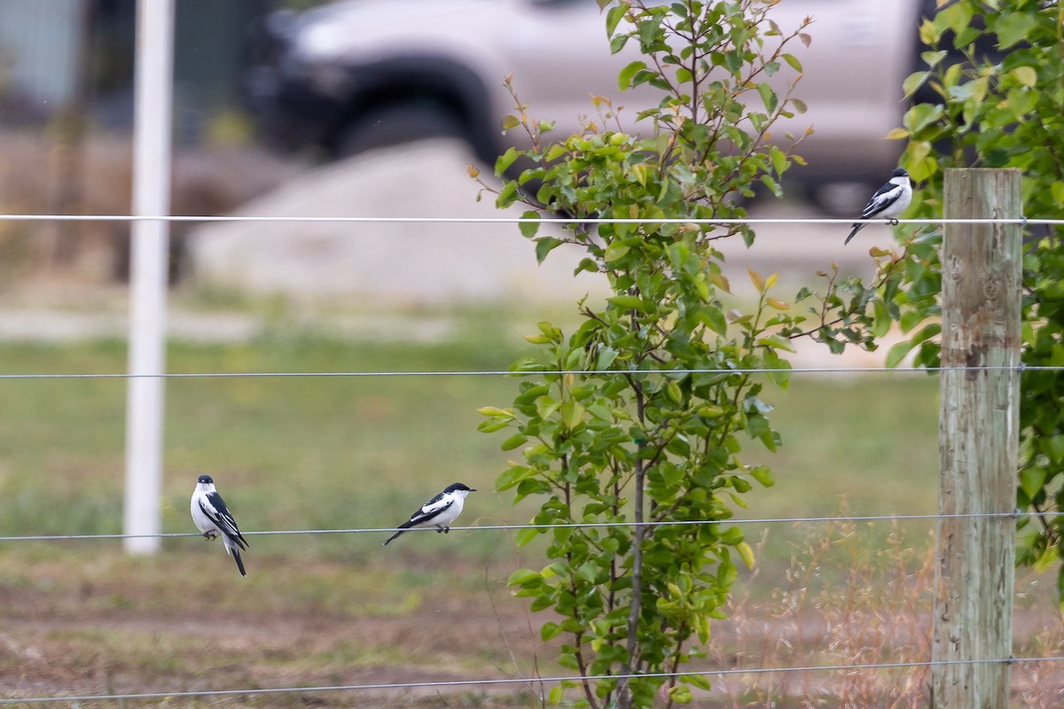 hvitvingetrillefugl - ML644693445