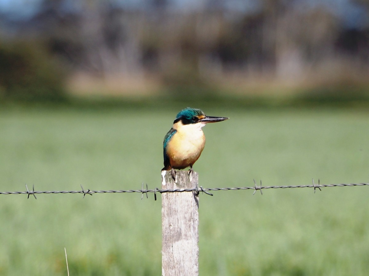 maskaraisfugl - ML644693447