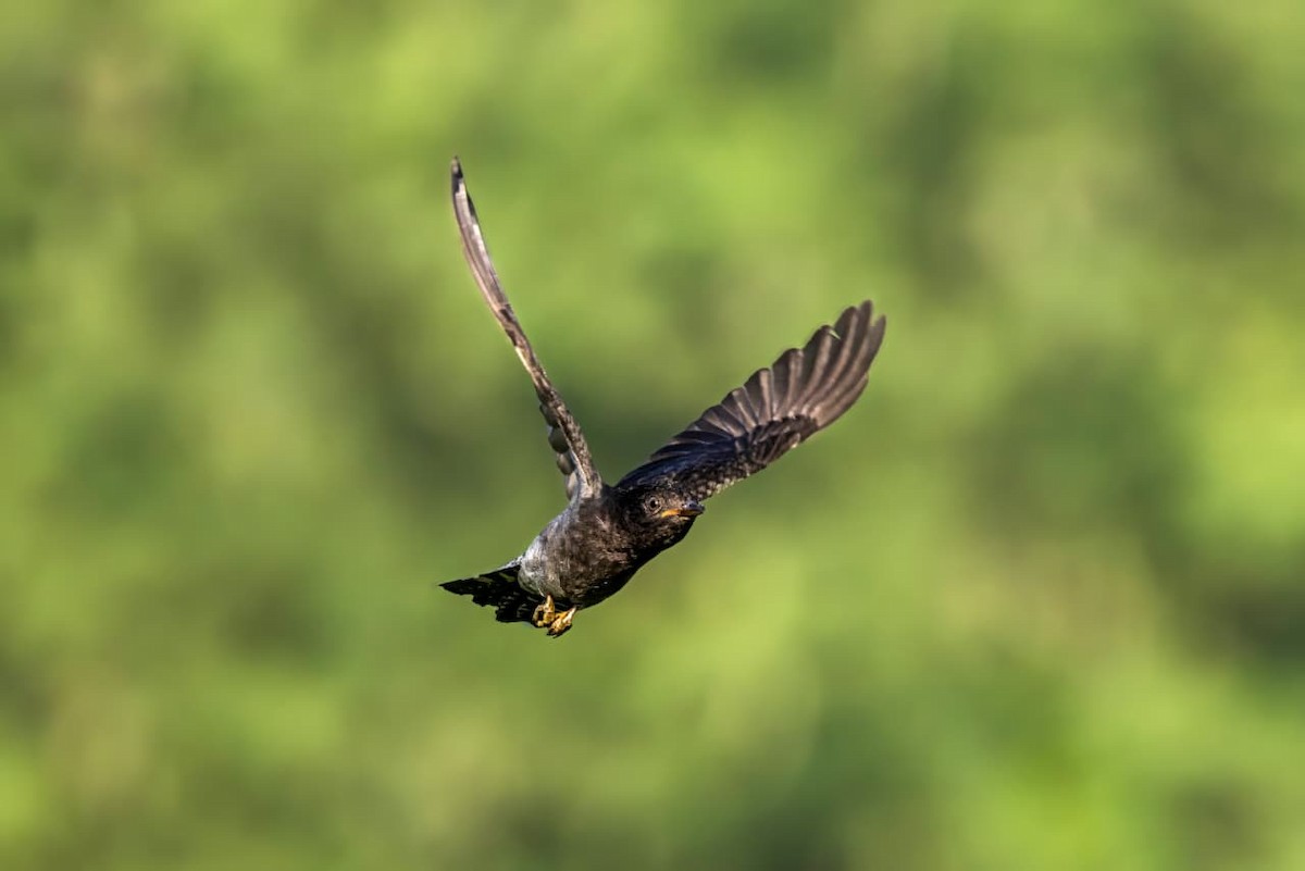 Cuco Pechigrís - ML644693450