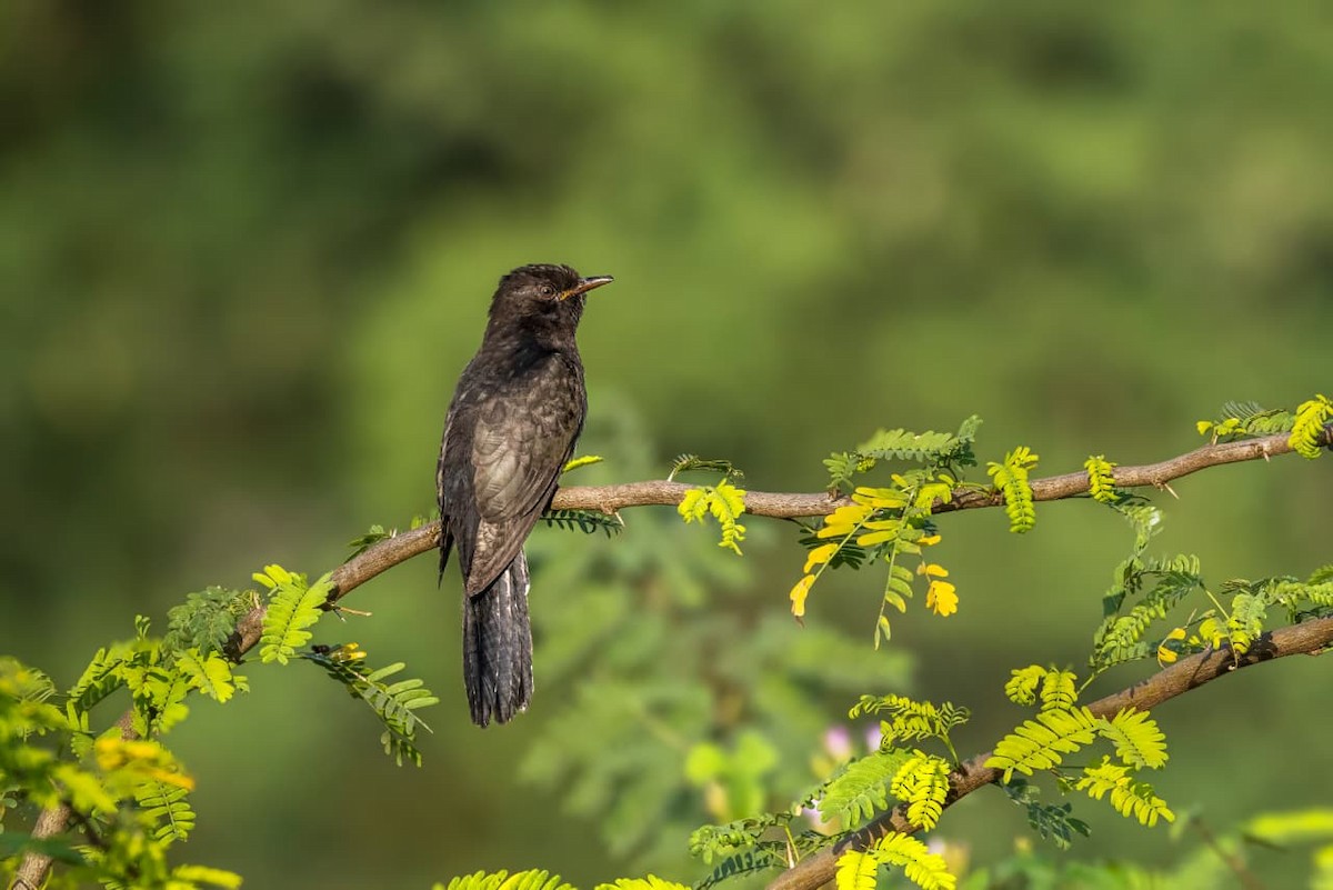 Cuco Pechigrís - ML644693451