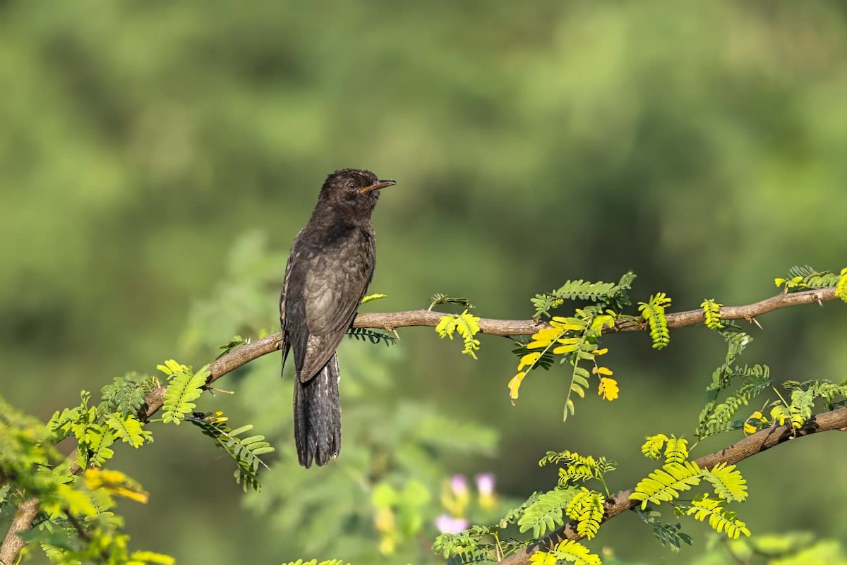 Cuco Pechigrís - ML644693452