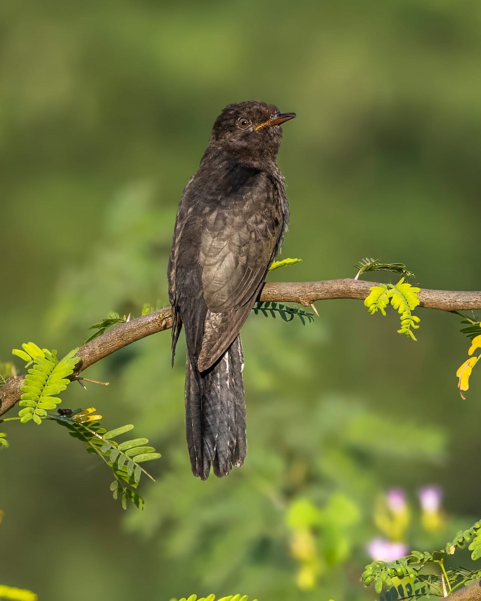 Cuco Pechigrís - ML644693453