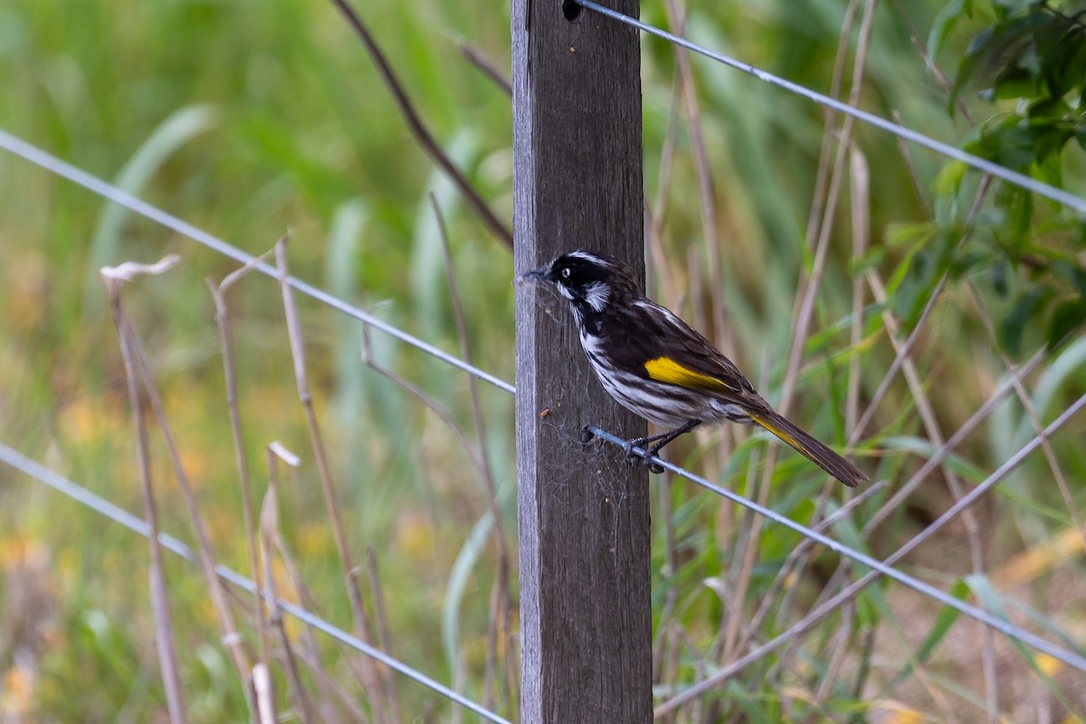 hvitøyehonningeter - ML644693454