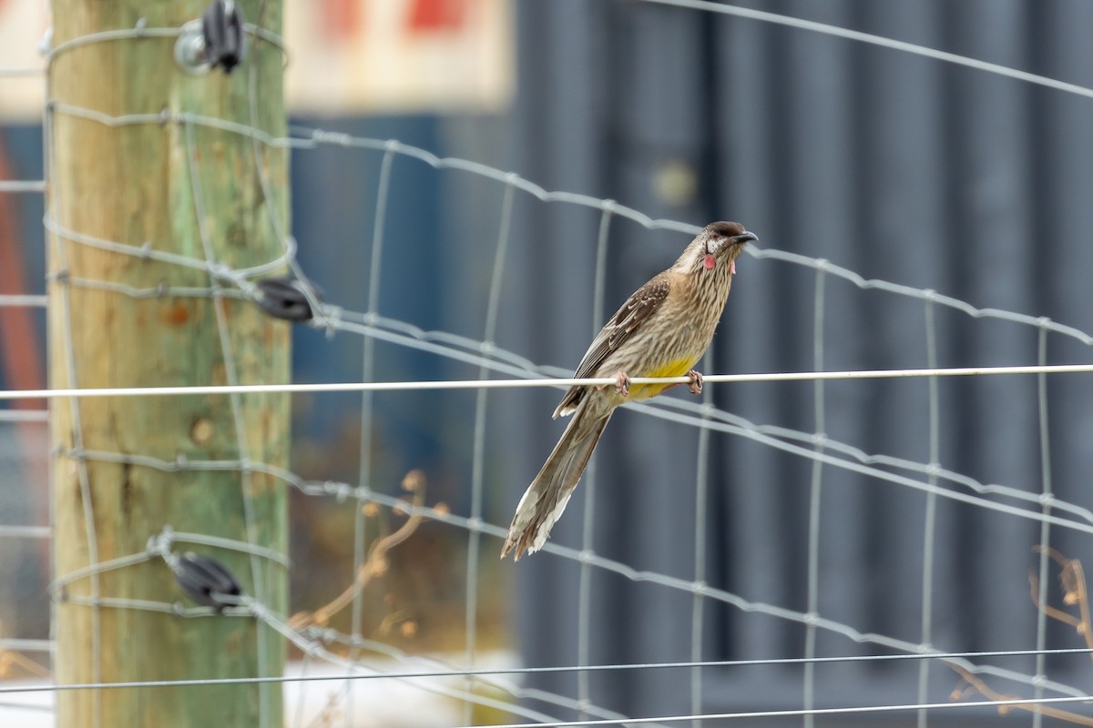 rødflikhonningeter - ML644693455