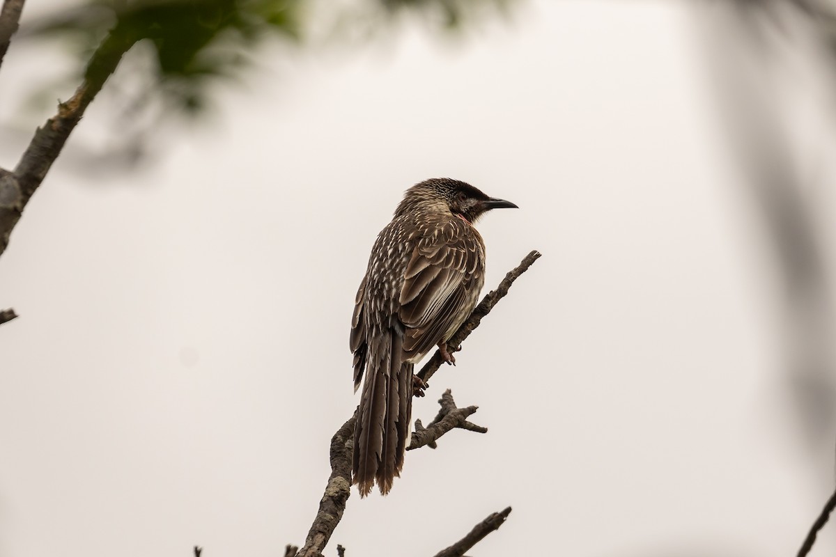 rødflikhonningeter - ML644693459