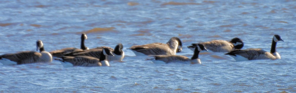 Bernache du Canada - ML644693463