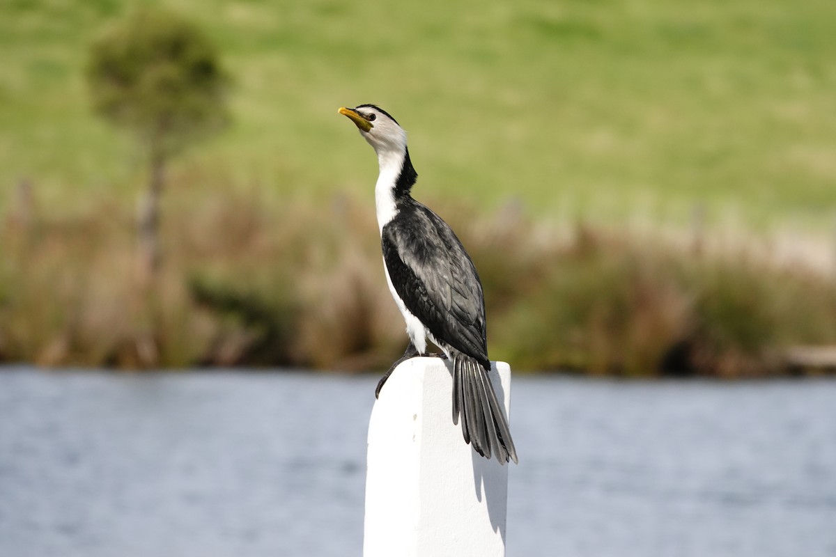 kortnebbskarv - ML644693465