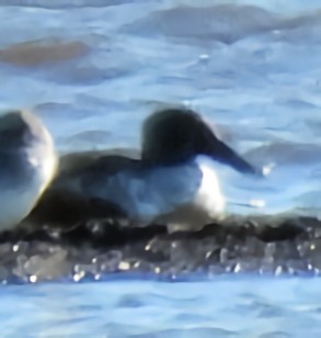 Canard souchet - ML644693469