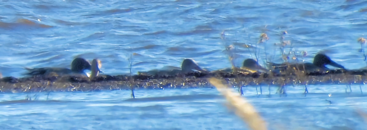 Canard souchet - ML644693470