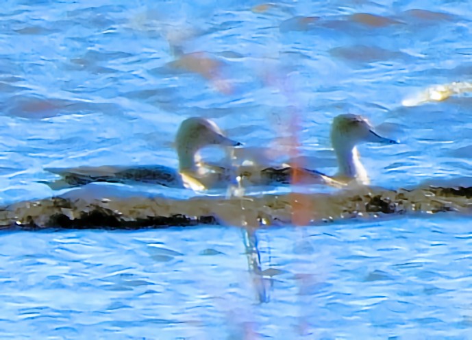 Canard pilet - ML644693474