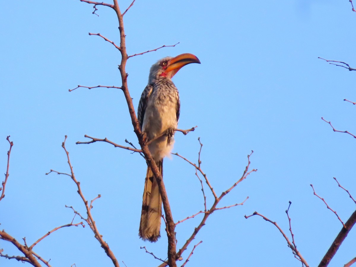 zoborožec jihoafrický - ML644693477