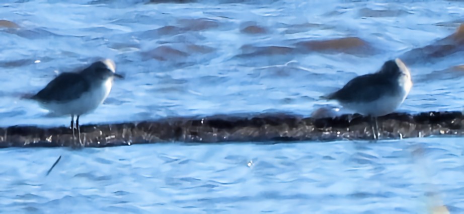 ダイゼン - ML644693480