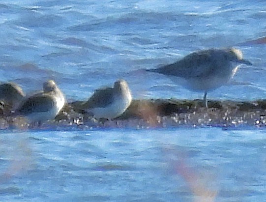 jespák drobný - ML644693481