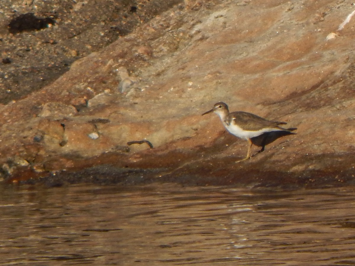 Spotted Sandpiper - ML644693483