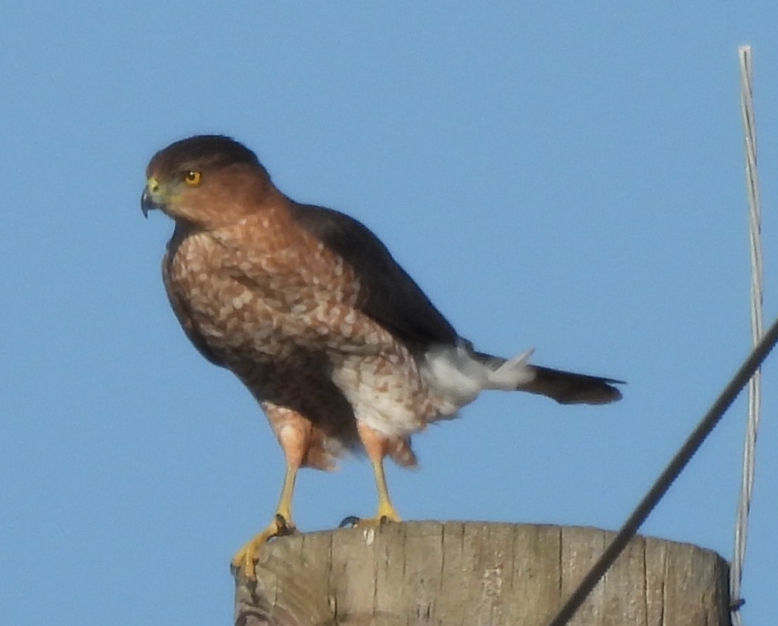 Sharp-shinned Hawk - ML644693488