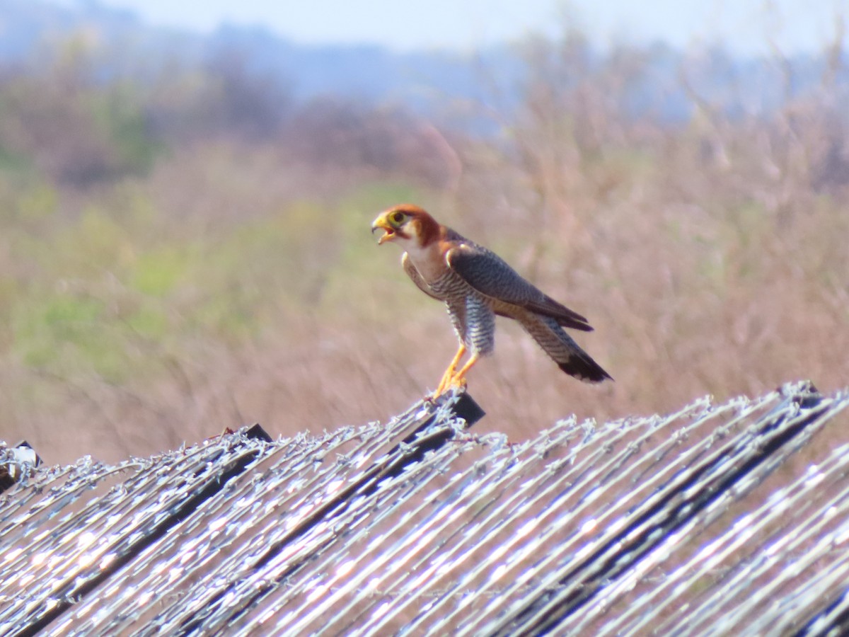 dřemlík rudohlavý - ML644693490