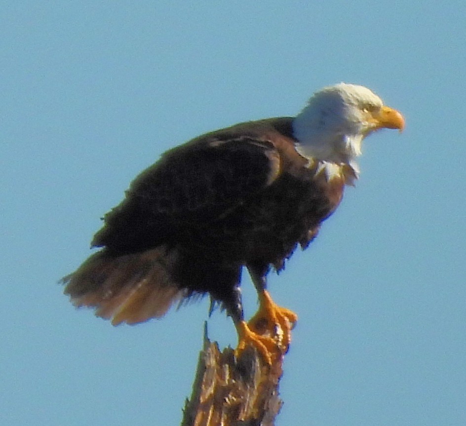 orel bělohlavý - ML644693491