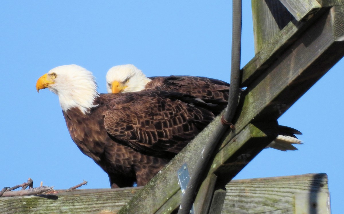 orel bělohlavý - ML644693492