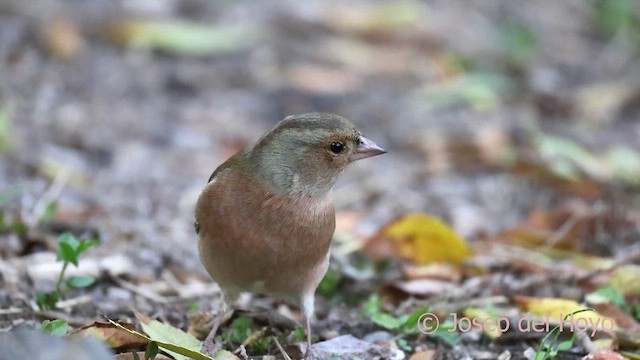 pěnkava obecná - ML644693499