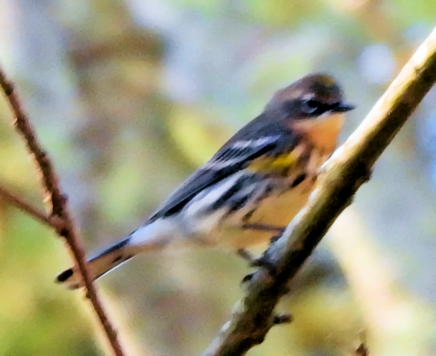 lesňáček žlutoskvrnný - ML644693500