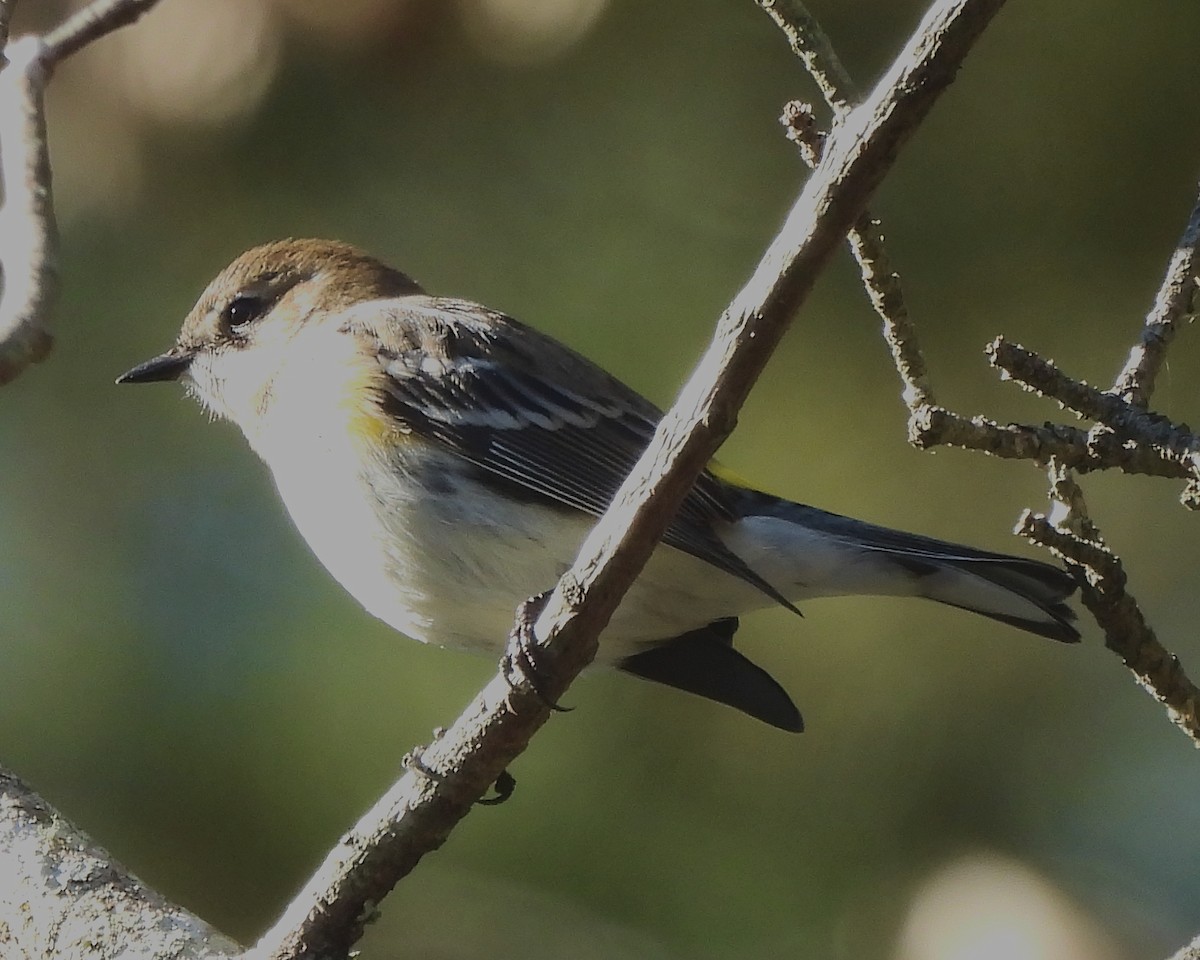 lesňáček žlutoskvrnný - ML644693501