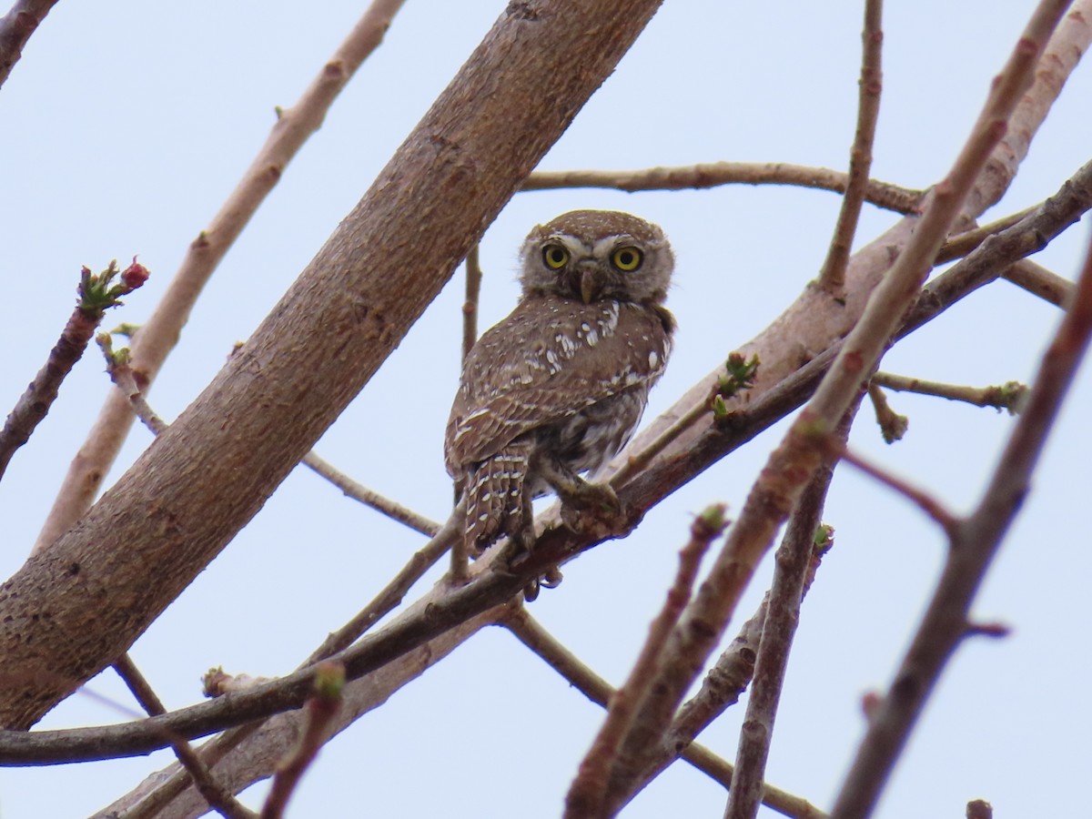 kulíšek perlový - ML644693502