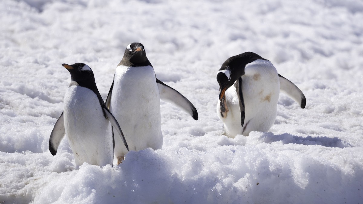 tučňák oslí - ML644693505