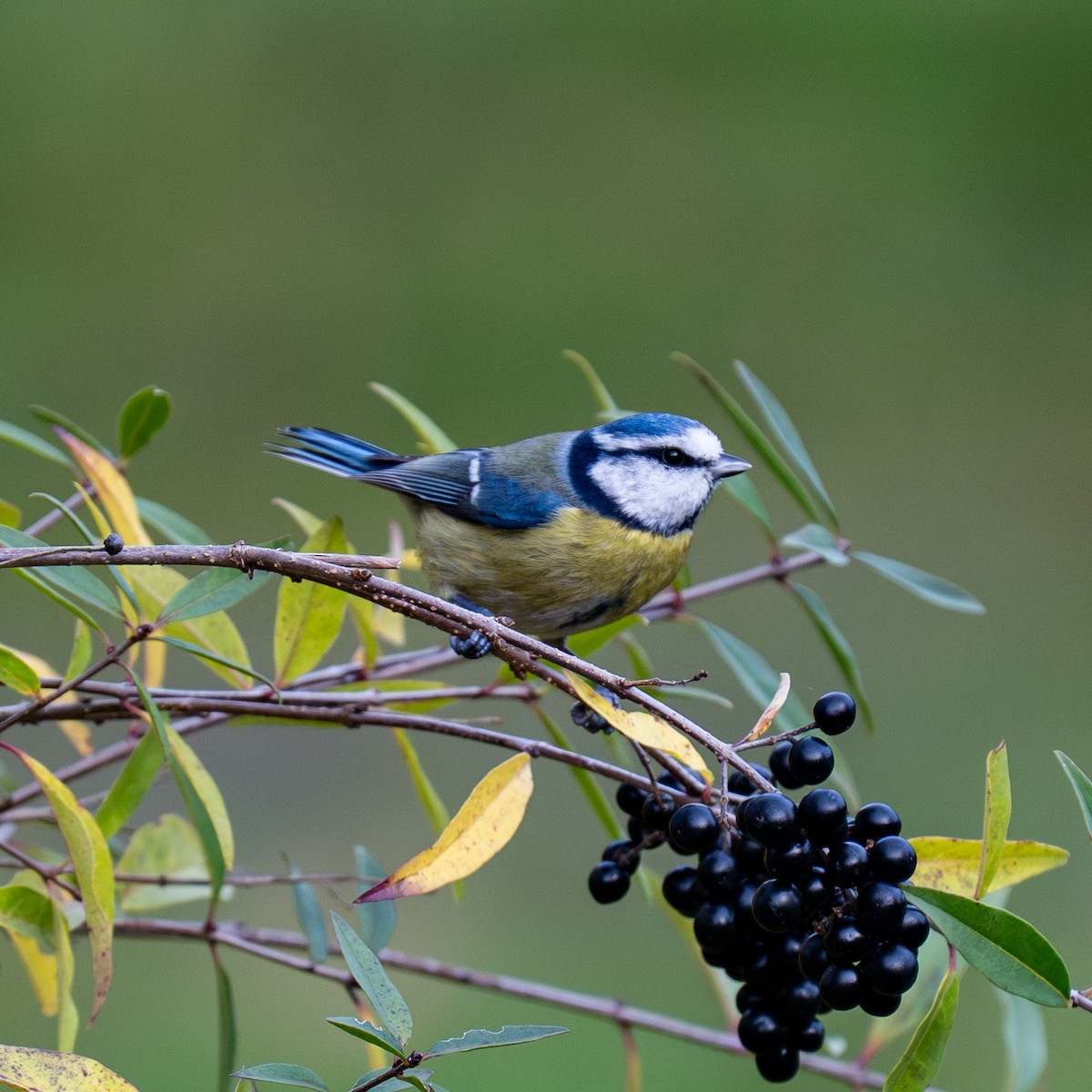 sýkora modřinka - ML644693507