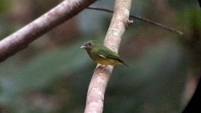 Snow-capped Manakin - ML644693508