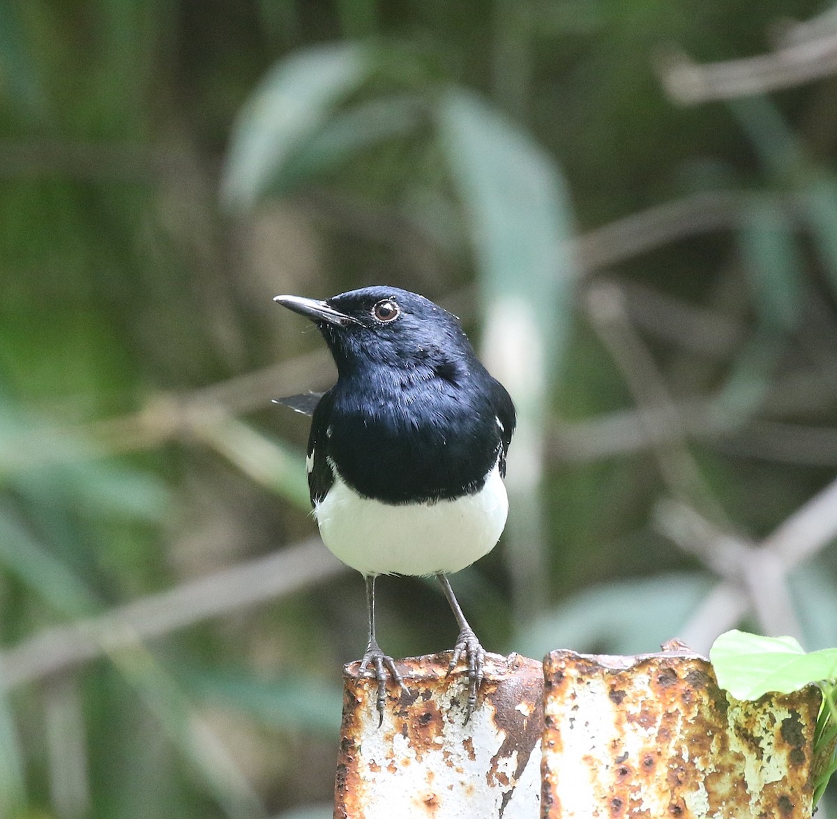 Oriental Magpie-Robin - ML644693511