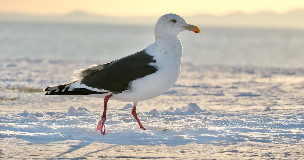 racek kamčatský - ML644693513