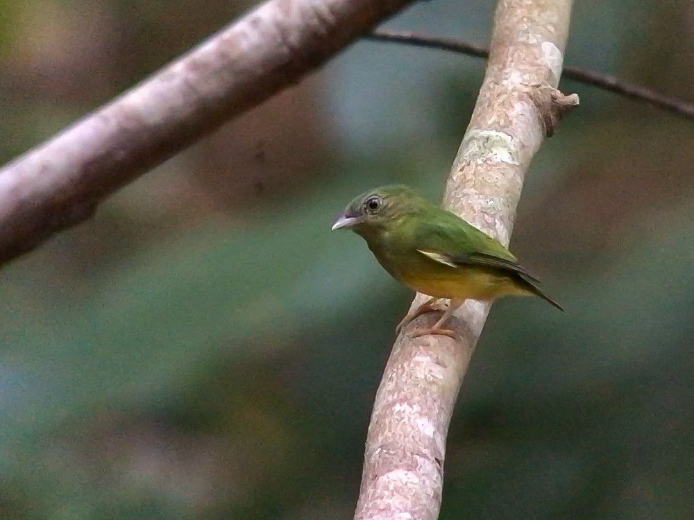 Snow-capped Manakin - ML644693514