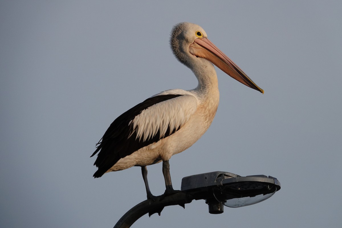 pelikán australský - ML644693516