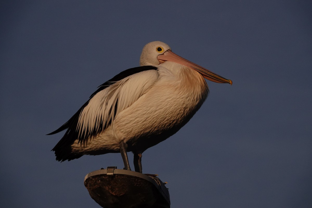 pelikán australský - ML644693517