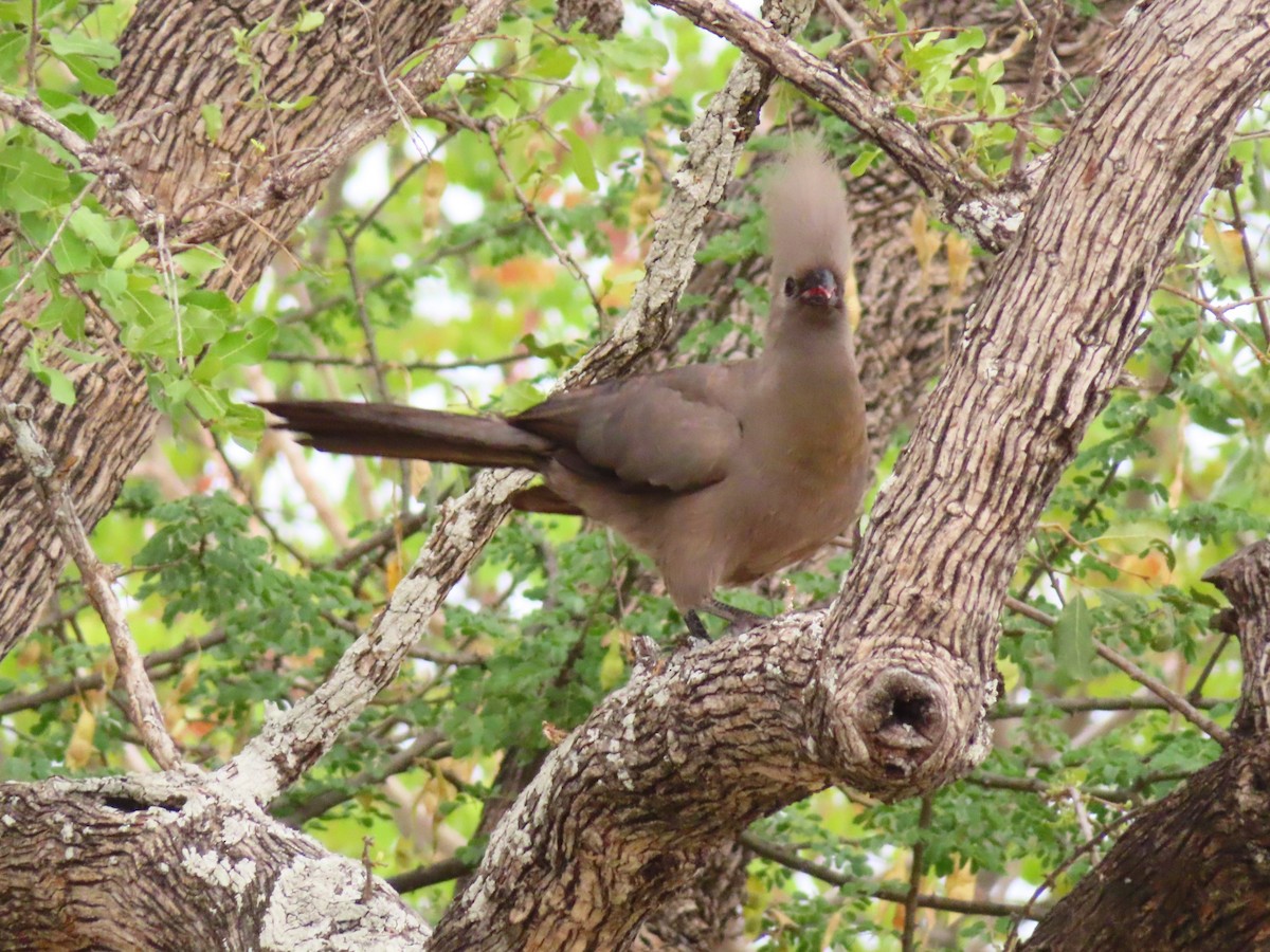 Touraco concolore - ML644693524