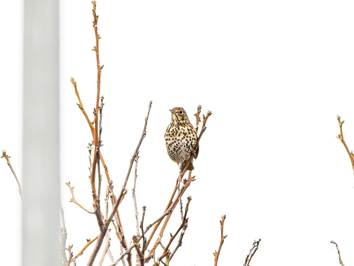 drozd zpěvný - ML644693525