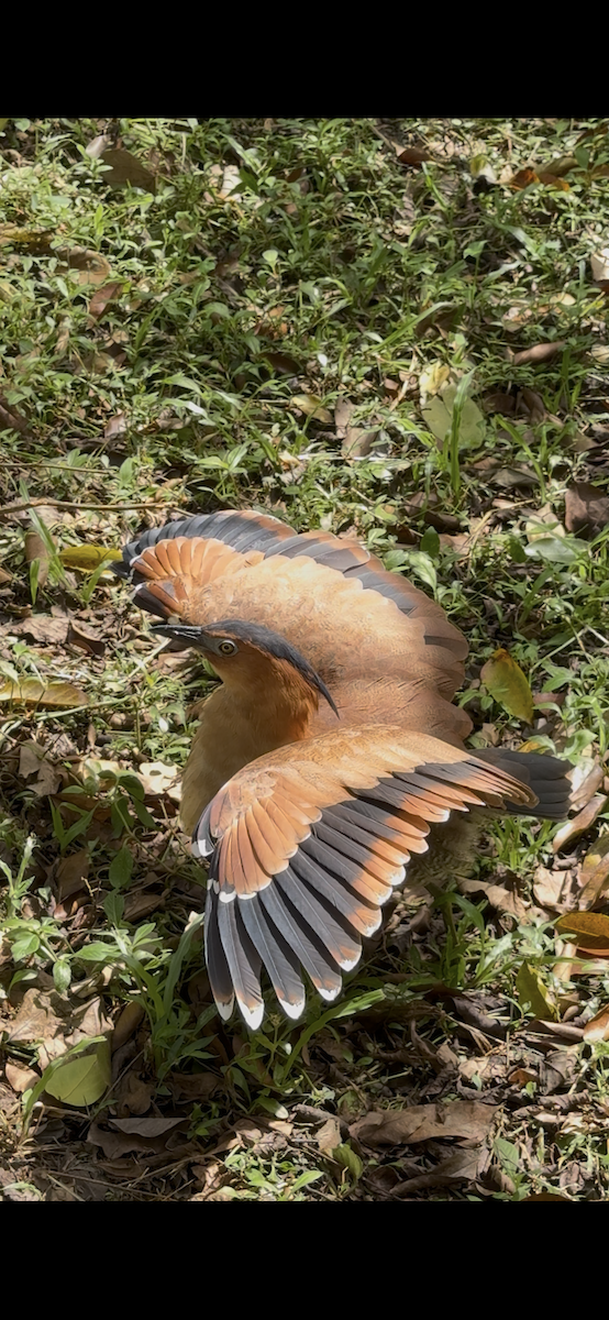 duskdverghegre - ML644693534