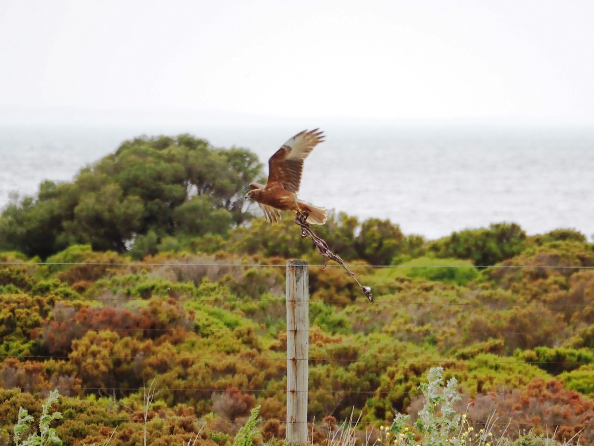 Swamp Harrier - ML644693539
