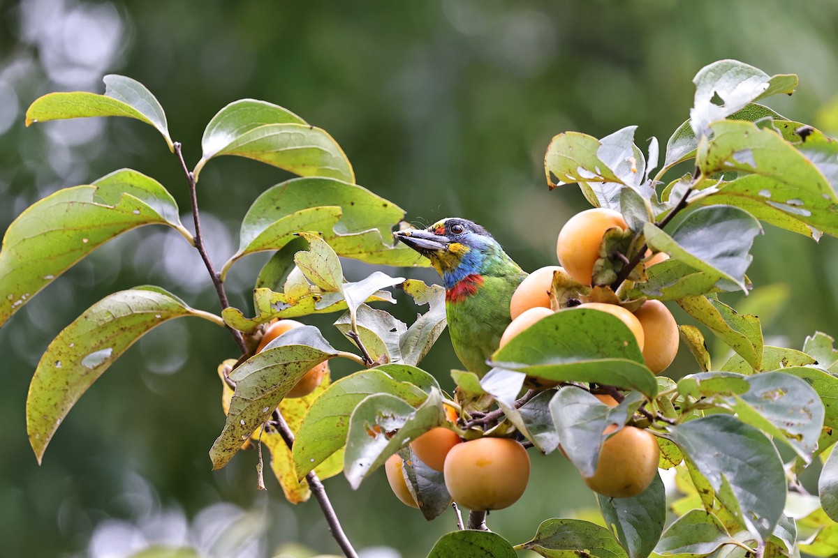 Taiwan Barbet - ML644693546