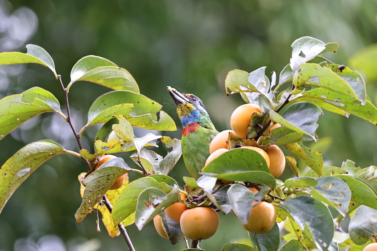Taiwan Barbet - ML644693547
