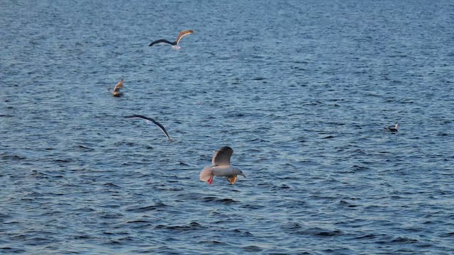 Slaty-backed Gull - ML644693548