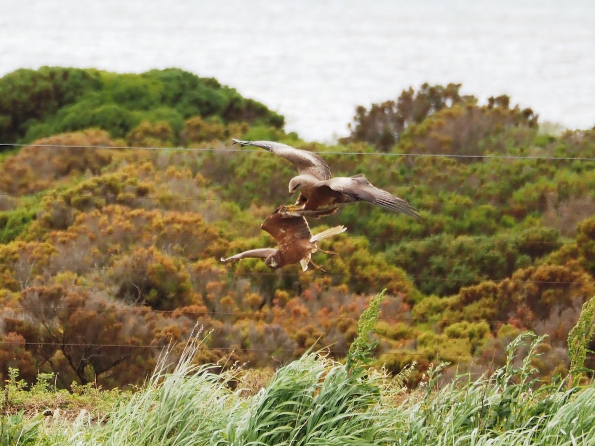 Black Kite - ML644693549