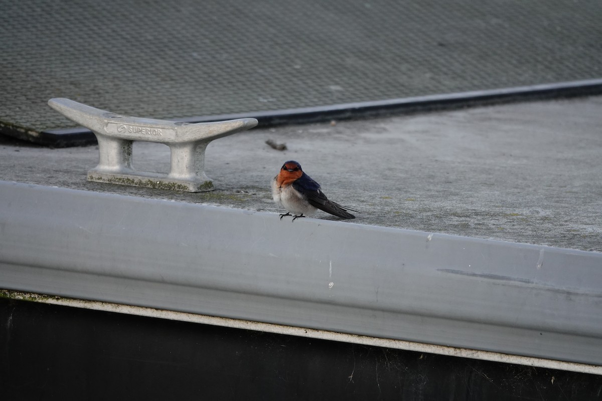 Welcome Swallow - ML644693551